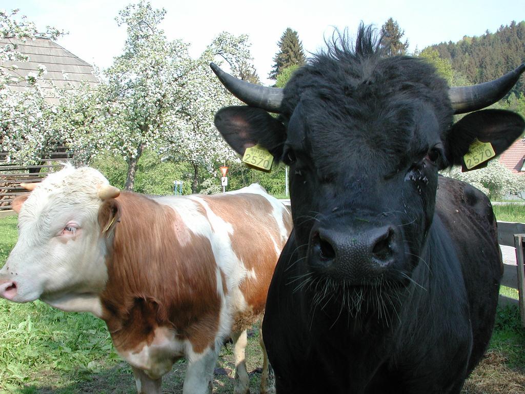 Farm Stay Rotovnik - Plesnik Slovenj Gradec Extérieur photo