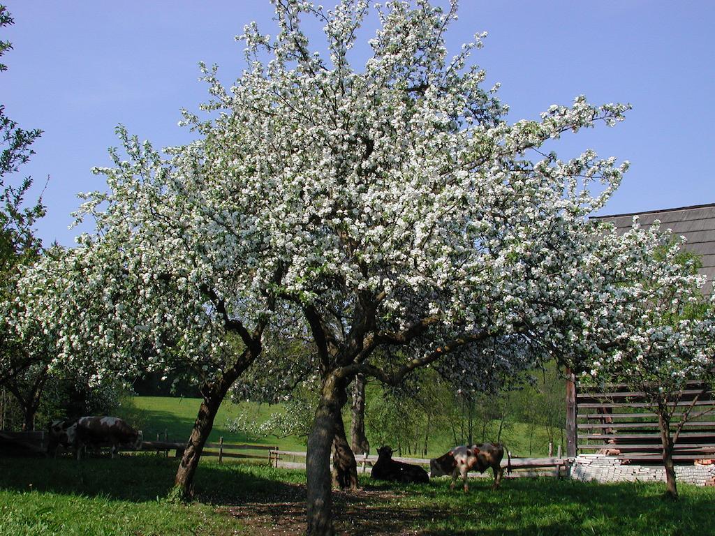 Farm Stay Rotovnik - Plesnik Slovenj Gradec Extérieur photo